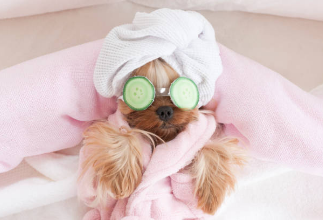 Pet Care Routine: A Complete Guide to Keeping Your Pet Healthy & Happy